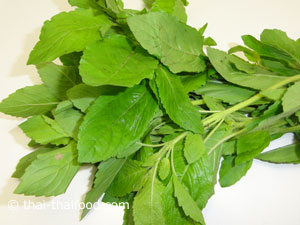 ใบกะเพรา