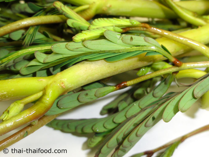 ข้อปล้องผักกระเฉด