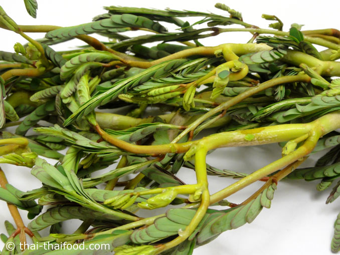 ผักกระเฉด