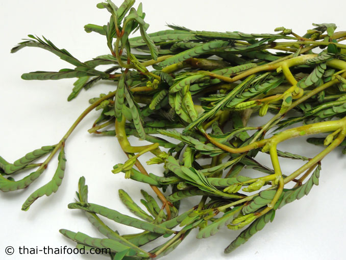 ยอดผักกระเฉด