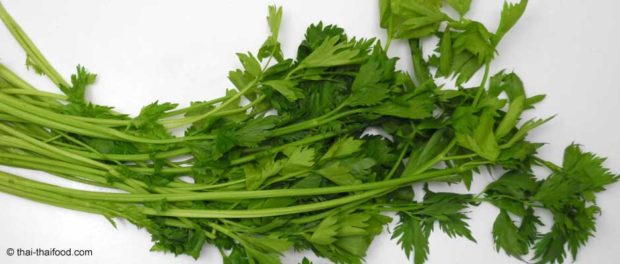 ขึ้นฉ่าย (Chinese Celery) เป็นพืชสมุนไพร