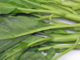 คะน้า (Chinese Kale) เป็นพืชผักใบเขียว