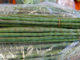 มะรุม-moringa เป็นพืชผักสมุนไพรพื้นบ้าน