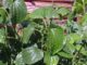 ชะพลู (Wildbetal Leafbush) เป็นพืชผักใบเขียว เป็นพืชผักสมุนไพร