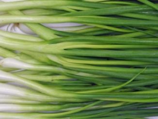ต้นหอม (Spring Onion หรือ Green Shallot) เป็นพืชสมุนไพรไทย