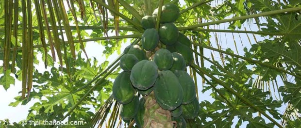 มะละกอ (Papaya) เป็นไม้ล้มลุก เป็นไม้ผลชนิดหนึ่ง