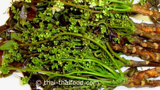 สะเดา (neem) เป็นพืชผักสมุนไพรพื้นบ้าน