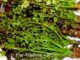 สะเดา (neem) เป็นพืชผักสมุนไพรพื้นบ้าน