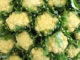 กะหล่ำดอก-cauliflower พืชผักสมุนไพร เป็นพืชล้มลุก อยู่ในตระกูลเดียวกับกะหล่ำปลี ใช้ดอกรับประทาน