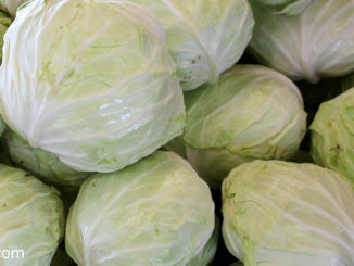 กะหล่ำปลี-cabbage เป็นพืชผักสมุนไพร เป็นพืชล้มลุก ใช้ใบรับประทาน
