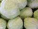 กะหล่ำปลี-cabbage เป็นพืชผักสมุนไพร เป็นพืชล้มลุก ใช้ใบรับประทาน
