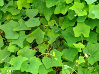 ตำลึง (Ivy Gourd) เป็นพืชผักสมุนไพร เป็นไม้เลื้อยที่มีมือจับ ใช้สำหรับเลื้อยเกาะต้นไม้ใหญ่