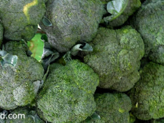 บร็อคโคลี่-broccoli เป็นพืชผักสมุนไพร ทรงพุ่ม อยู่ในตระกูลเดียวกับกะหล่ำปลี