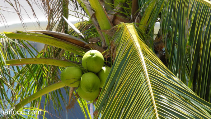 มะพร้าว (Coconut) พืชผลสมุนไพร เป็นพืชยืนต้น มีลำต้นเดี่ยวตั้งตรง