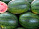 แตงโม-Watermelon เป็นพืชล้มลุก มีอายุสั้น ลำต้นเป็นเถาเลื้อย