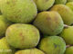 ขนุน-jackfruit พืชผักสมุนไพร เป็นผลไม้พื้นบ้าน เป็นไม้ยืนต้นขนาดใหญ่ เปลือกมีหนาม มีกลิ่นหอม