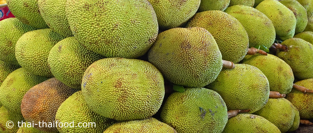 ขนุน-jackfruit พืชผักสมุนไพร เป็นผลไม้พื้นบ้าน เป็นไม้ยืนต้นขนาดใหญ่ เปลือกมีหนาม มีกลิ่นหอม