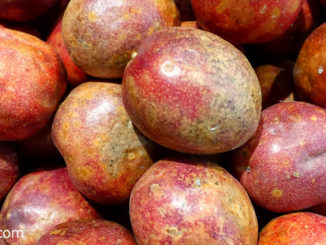 เสาวรส (Passion fruit) เป็นพืชในตระกูลกะทกรก เป็นไม้เถาเลื้อยมีอายุหลายปี