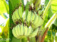 กล้วย (Banana) เป็นพืชผลไม้สมุนไพร เป็นไม้ดอกล้มลุก
