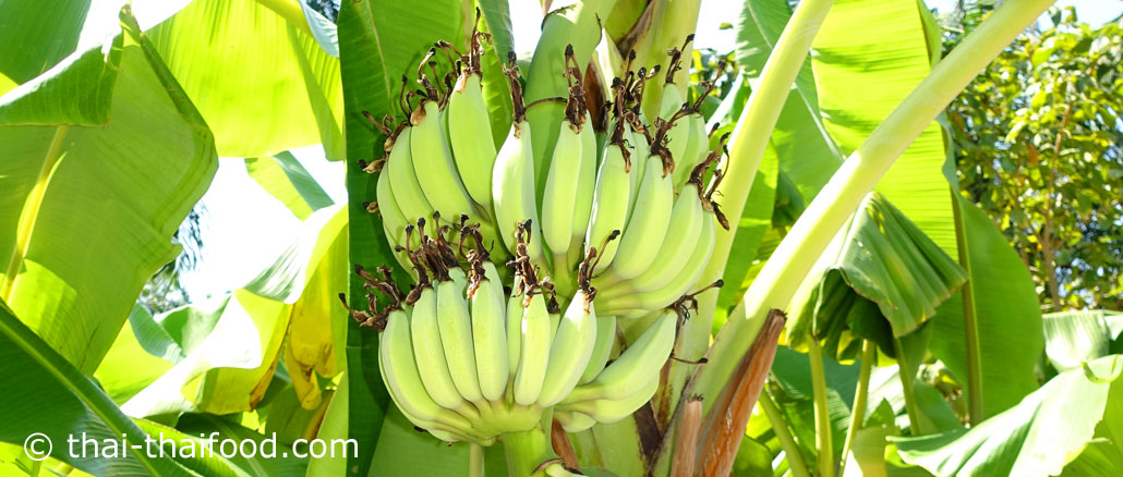 กล้วย (Banana) เป็นพืชผลไม้สมุนไพร เป็นไม้ดอกล้มลุก