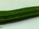 บวบเหลี่ยม (Angled Loofah) เป็นบวบชนิดหนึ่ง ผลทรงกระบอกเรียวยาว ผิวเปลือกหนา มีสันขอบคมตามแนวยาวรอบผล มีสีเขียว