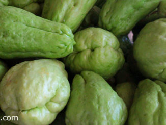 ฟักแม้ว (Chayote) เป็นไม้เถาเลื้อย เป็นผักสมุนไพรชนิดหนึ่ง อยู่ตระกูลเดียวกับแตง