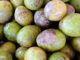 มะกอกป่า (Hog plum) ผลทรงกลมรูปไข่ มีรอยจุดสีน้ำตาลทั่วผล รสชาติเปรี้ยว