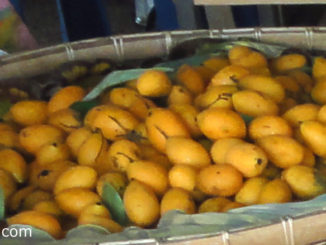 มะปราง (Marian Plum) เป็นผลไม้มีลักษณะคล้ายกับมะยงชิด ผลทรงไข่กลมรี