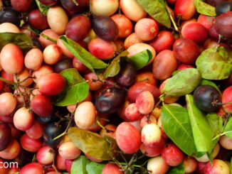 มะม่วงหาวมะนาวโห่ (Carunda) ผลทรงกลมรีเรียวเล็ก ผลแก่มีสีแดง มีรสชาติเปรี้ยวจัด มีถิ่นกำเนิดในประเทศอินเดีย