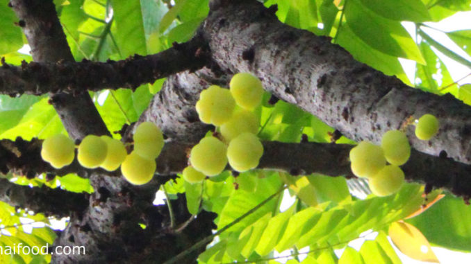 มะยม (Star Gooseberry) ผลทรงกลม เว้านูนเป็นพูรอบผล สีเขียวอมเหลือง มีรสชาติเปรี้ยว