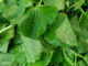 ใบบัวบก (Gotu Kola) เป็นพืชผักสมุนไพร ใบกลมเล็กๆคล้ายใบบัว มีสีเขียว รสชาติหวานขม มีกลิ่นฉุนเฉพาะตัว