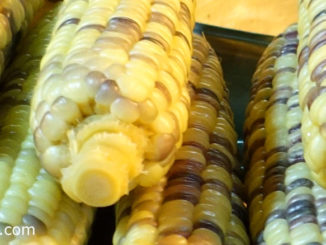 ข้าวโพดข้าวเหนียว (Waxy Corn) เป็นข้าวโพดชนิดหนึ่ง มีเยื่อหุ้มเมล็ดสีเหลือง สีขาว สีขาวนวล สีส้ม สีม่วง หรือมีหลายสีในฝักเดียวกัน เนื้อเหนียวนุ่มคล้ายขี้ผึ้งรสชาติหวานมัน