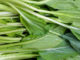 ผักกาดเขียวกวางตุ้ง (Chinese Flowering Cabbage) เป็นผักกวางตุ้งชนิดหนึ่ง มีก้านใบหนาและยาวอวบน้ำ ออกเรียงสลับโดยรอบๆ ปกคลุมที่ลำต้นสีเขียวอ่อน ใบมีสีเขียว ดอกมีสีเหลืองสด