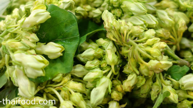 ผักขจร (Cowslip Creeper) หรือเรียกว่าผักสลิด เป็นไม้เถาเลื้อยยื่นต้น ดอกออกเป็นช่อ มีสีเหลืองอมเขียว มีรสชาติหวานอมขมนิดๆ