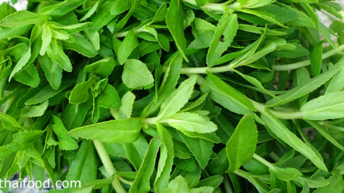 ผักแขยง (Rice Paddy Herb) เป็นพืชผักสมุนไพร ที่เป็นที่รู้จักกันดี เป็นผักพื้นบ้านของอีสาน