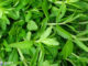 ผักแขยง (Rice Paddy Herb) เป็นพืชผักสมุนไพร ที่เป็นที่รู้จักกันดี เป็นผักพื้นบ้านของอีสาน