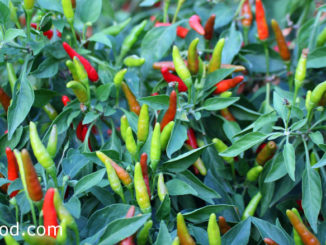 พริกขี้หนู (Bird Chilli) เป็นพืชผักสมุนไพร ผลมีลักษณะกลมยาวเรียวเล็กๆ ผิวเปลือกหนาลื่นเป็นมัน ผลดิบมีสีเขียว ผลสุกมีสีแดง