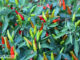 พริกขี้หนู (Bird Chilli) เป็นพืชผักสมุนไพร ผลมีลักษณะกลมยาวเรียวเล็กๆ ผิวเปลือกหนาลื่นเป็นมัน ผลดิบมีสีเขียว ผลสุกมีสีแดง