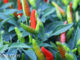 พริกขี้หนูสวน (Thai Chili) เป็นพริกขี้หนูชนิดหนึ่ง มีทรงกลมยาวปลายเรียวเล็กๆ มีขนาดเล็ก ผลดิบสีเขียว ผลสุกสีแดง ภายในผลกลวงมีแกนกลาง รสชาติเผ็ดร้อน