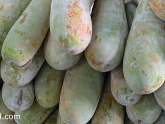 ฟักเขียว (Winter Melon) เป็นไม้เถาเลื้อยมีอายุสั้น ผลทรงกลมเรียวยาว เปลือกเรียบแข็งสีเขียว มีนวลขาวทั่วผล