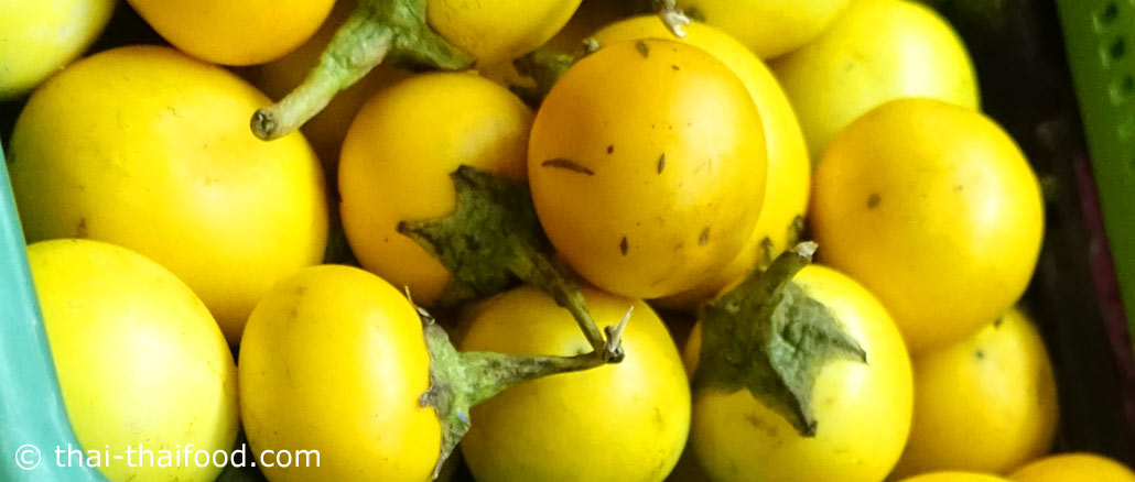 มะเขือขื่น (Yellow Fruit Nightshade) มีหนามแหลมคมปกคลุม ผลทรงกลม ผิวเรียบเป็นมัน ผลดิบสีเขียวมีเส้นลายขาว เนื้อเหนียวฉ่ำน้ำ รสชาติขื่นฝาดเฝื่อน ผลสุกสีเหลือง