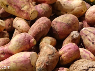 มันเทศ (Sweet Potato) เป็นพืชล้มลุกไม้เถาเลื้อย มีรากที่สะสมอาหาร แล้วขยายตัวออกเป็นหัวอยู่ใต้ดิน มีรสชาติหวานมัน