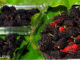 หม่อน (Mulberry) ผลทรงกระบอกเล็กๆ ผิวขรุขระมีปุ่มนูน ผลอ่อนสีเขียว ผลสุกจะมีสีแดง สีม่วงอมแดง และสีออกดำตามลำดับ เนื้อนุ่มฉ่ำน้ำ รสชาติเปรี้ยวอมหวาน