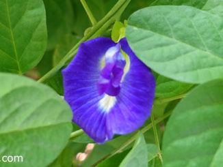 อัญชัน (Butterfly Pea) เป็นไม้เถาเลื้อย ดอกมีหลายสี ได้แก่ สีฟ้า สีน้ำเงินเข้ม สีน้ำเงินอมม่วง หรือสีขาว
