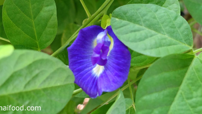 อัญชัน (Butterfly Pea) เป็นไม้เถาเลื้อย ดอกมีหลายสี ได้แก่ สีฟ้า สีน้ำเงินเข้ม สีน้ำเงินอมม่วง หรือสีขาว