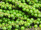 พริกไทยอ่อน (Young Green Peppercorns) เป็นเครื่องเทศชนิดหนึ่ง ผลเป็นพวง เมล็ดมีทรงกลมมีขนาดเล็กๆ ผลมีสีเขียว รสชาติเผ็ดร้อนกลิ่นหอมฉุน ใช้ผลสดนำมาประกอบอาหาร
