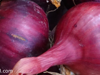 หอมหัวใหญ่สีแดง (Red Onion) เป็นหอมหัวใหญ่ชนิดหนึ่ง มีหัวอยู่ใต้ดิน หัวมีทรงกลมแป้น หรือทรงกลมรี หัวแก่มีเปลือกด้านนอกแห้งมีสีแดงอมม่วง มีกลิ่นฉุน รสชาติเผ็ดร้อน
