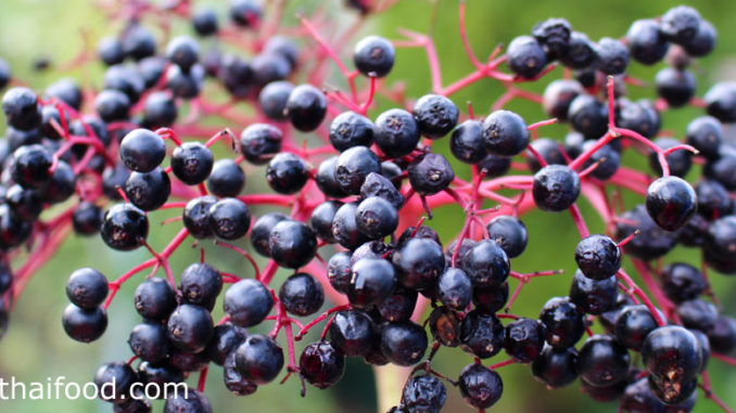 อัลเดอร์เบอร์รี (Elderberry) พืชล้มลุกมีอายุยืน มีทรงพุ่มขนาดกลาง ผลอยู่เป็นพวง มีทรงกลมเล็กๆ ผลดิบสีเขียว ผลสุกสีม่วงเข้ม สีดำ เนื้อสีแดงเข้ม เนื้อนุ่มฉ่ำน้ำ รสชาติเปรี้ยวอมหวาน