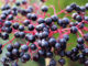 อัลเดอร์เบอร์รี (Elderberry) พืชล้มลุกมีอายุยืน มีทรงพุ่มขนาดกลาง ผลอยู่เป็นพวง มีทรงกลมเล็กๆ ผลดิบสีเขียว ผลสุกสีม่วงเข้ม สีดำ เนื้อสีแดงเข้ม เนื้อนุ่มฉ่ำน้ำ รสชาติเปรี้ยวอมหวาน
