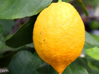 เลมอน(Lemon) เป็นพืชตระกูลส้ม ลำต้นมีหนามแหลมยาวที่ปลายยอด ผลมีทรงกลมรี ปลายผลมีติ่งแหลม ผลสุกสีเหลืองสด มีเนื้อฉ่ำน้ำ มีเมล็ดจำนวนมากๆ รสชาติเปรี้ยวจัด